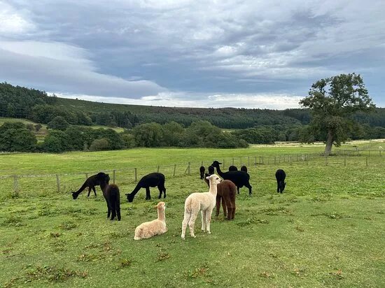 Little Alpaca Company