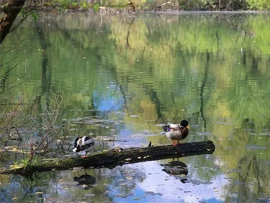 Parco Del Piano Di Magadino