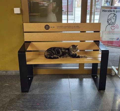 Coop Katze