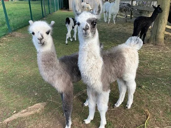 Clos des Lamas - Lama’s Touch