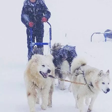 L’Aventure en Traineau