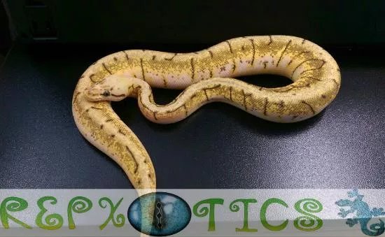 Repxotics