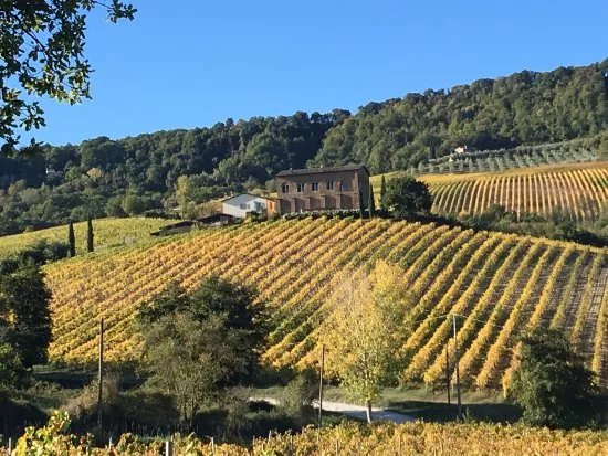 Azienda Agricola Palazzone