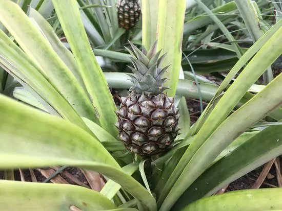 Ananas Santo Antonio