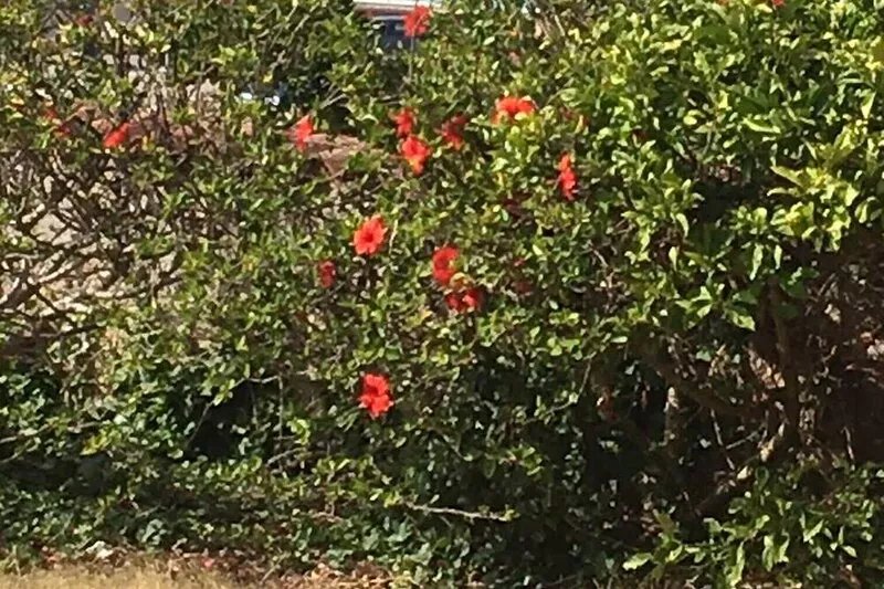 Villa within walking distance of the beach and downtown
