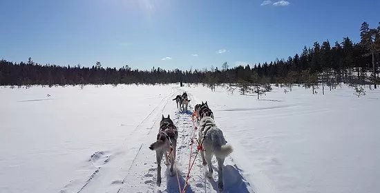 Sea Lapland Safaris