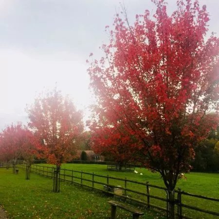 Bodenham Arboretum