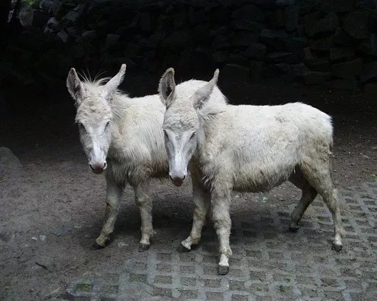 Tierpark Stralsund