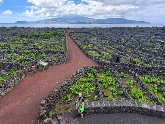 Landscape Of The Pico Island Vineyard Culture