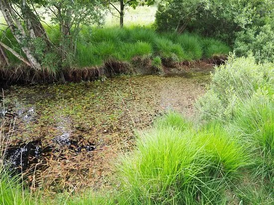 Scotton Common