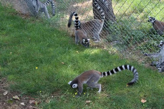 Skopje ZOO