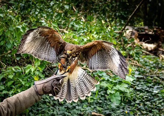 Hawkeye School of Falconry