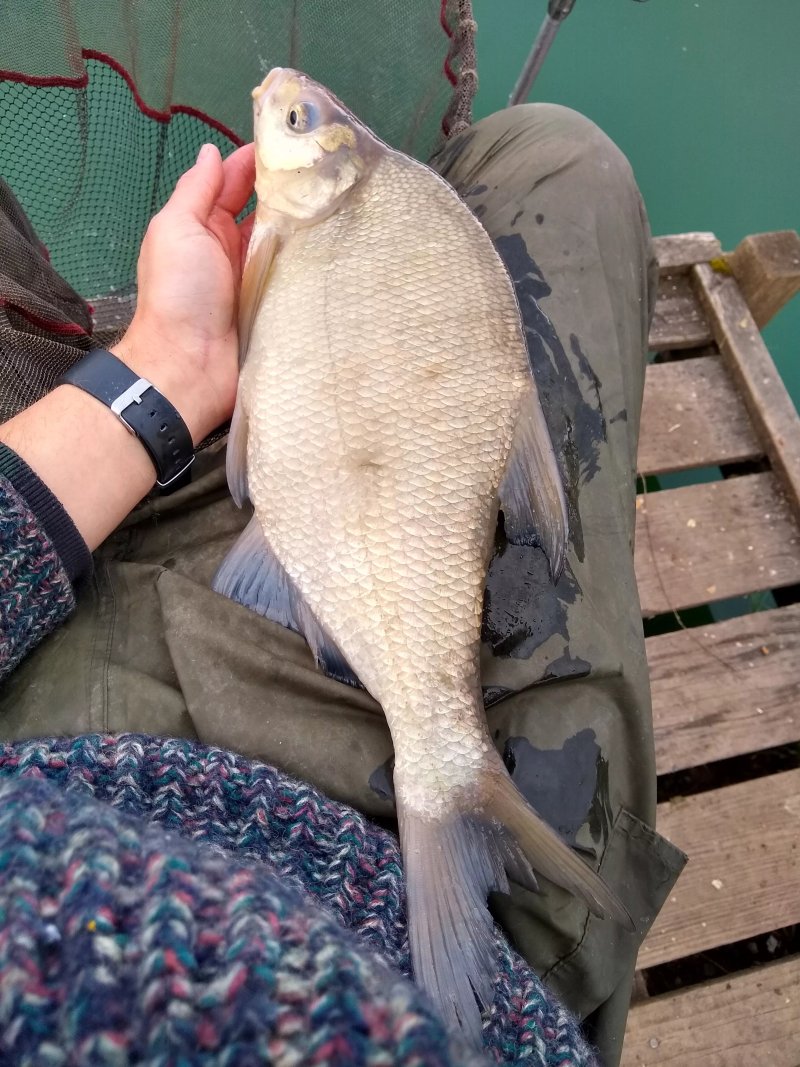Bells Mill Fishery
