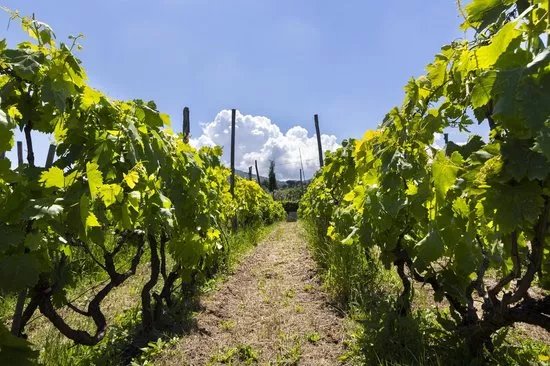 Old Frascati Food & Wine