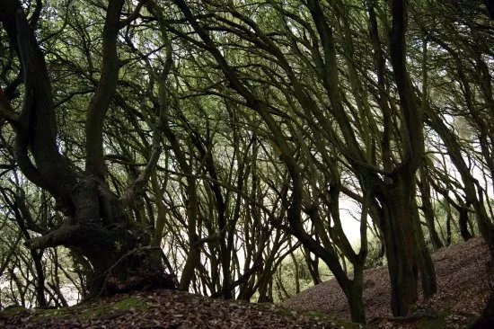 Steamer Point Nature Reserve