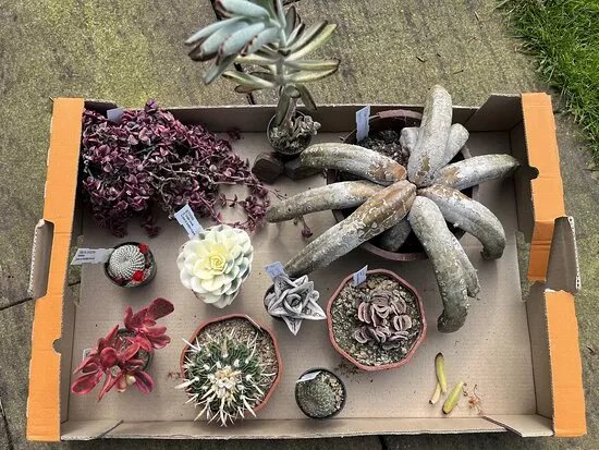 Cactusland