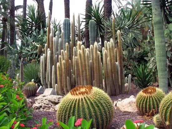 Palmeral de Elche