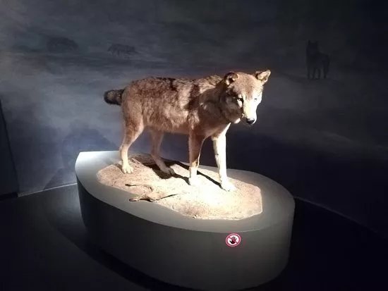Pfalzmuseum fur Naturkunde