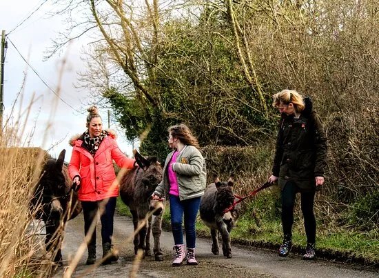 Kinedale Donkeys