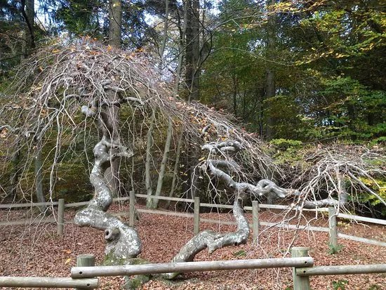 Foret Domaniale de Verzy