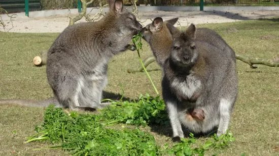 Tierpark Zabakuck