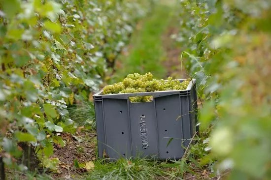 Champagne Lasseaux & Fils