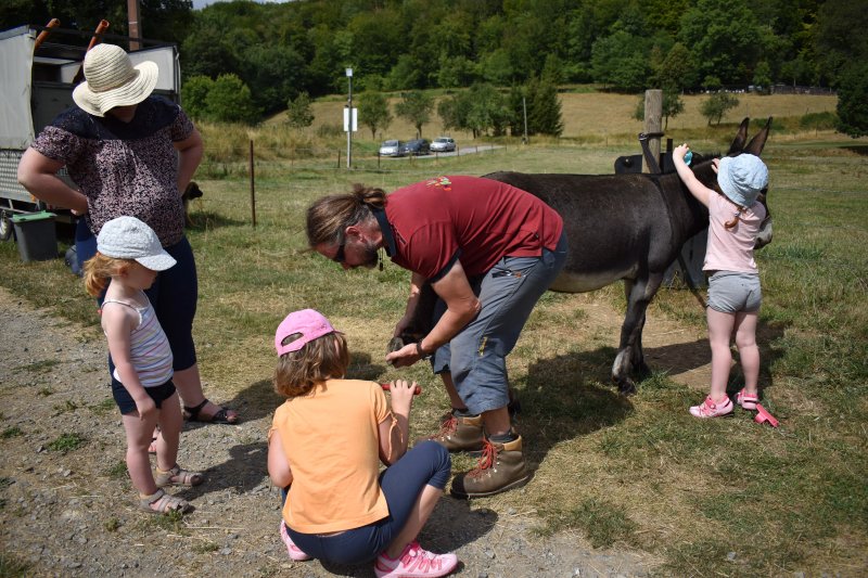 Un Ane En Ardennes