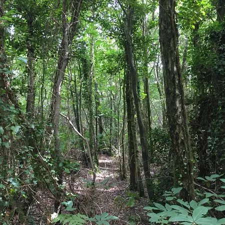 Guestling Wood