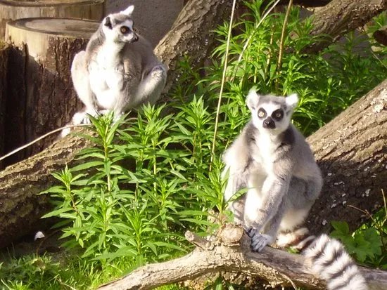 Rostock Zoo