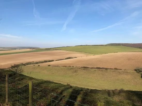 Friston Forest