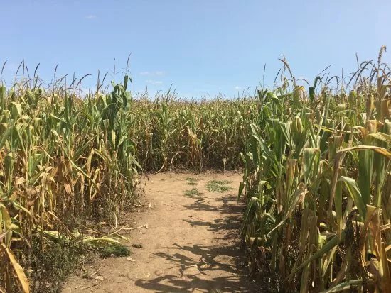 Labyrinthe Vegetal Les Fees Meres