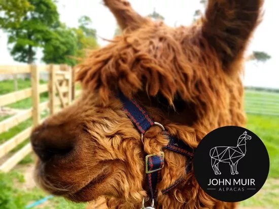 John Muir Alpacas