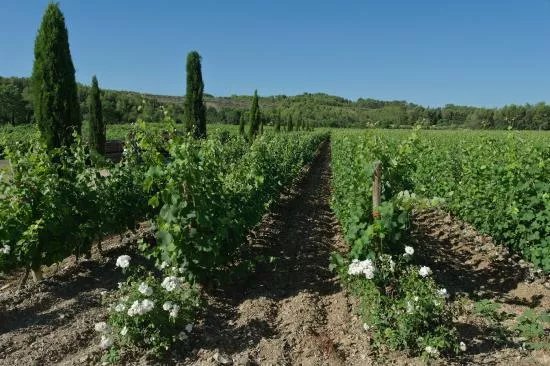 Domaine Haut-Lirou