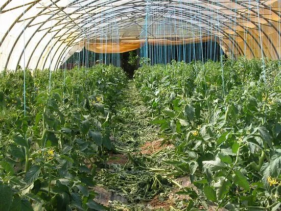Aux 4 vents Ferme Cueillette