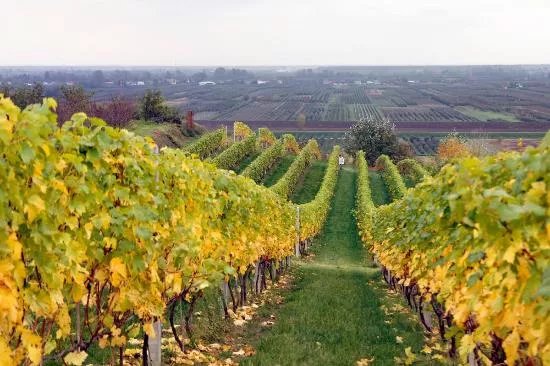 Nad Jarem Vinery
