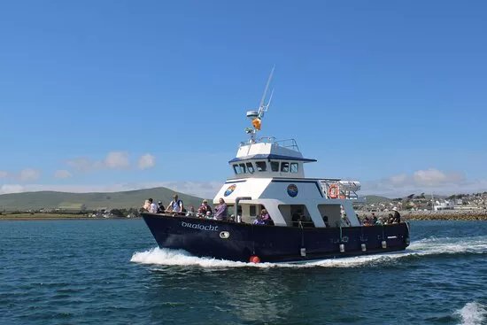 Dingle Dolphin Boat Tours