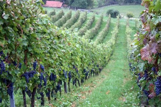 Zagreb Bites - Tours