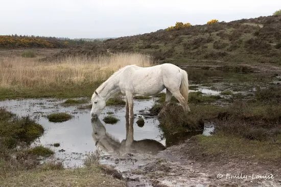 Wild New Forest Guided Tours