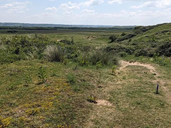 Braunton Burrows