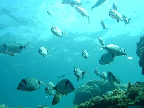 Cap Ferrat Diving