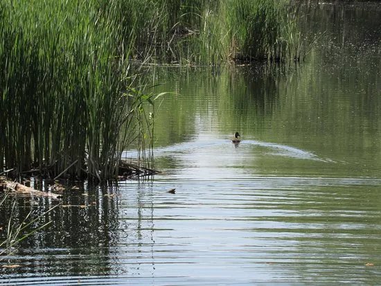 Lattersey Local Nature Reserve