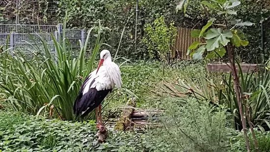 Solinger Vogel- und Tierpark