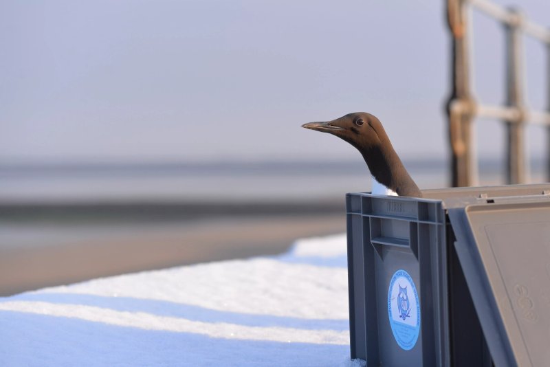 Opvangcentrum Vogels en Wilde Dieren