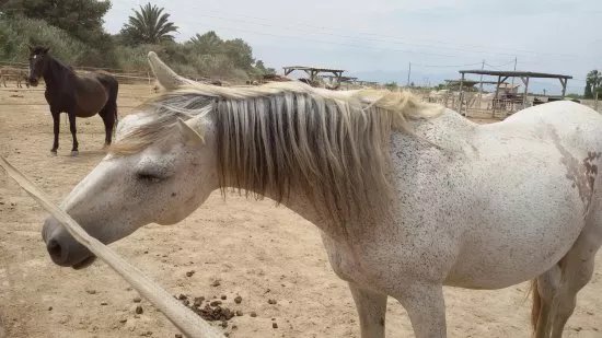 Easy Horse Care Rescue Centre
