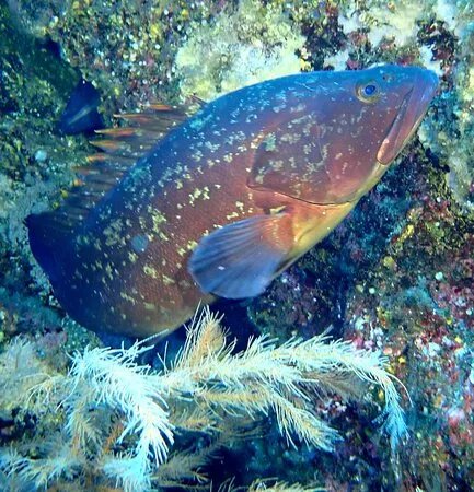Divingraciosa