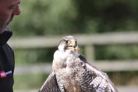 Phoenix Falconry