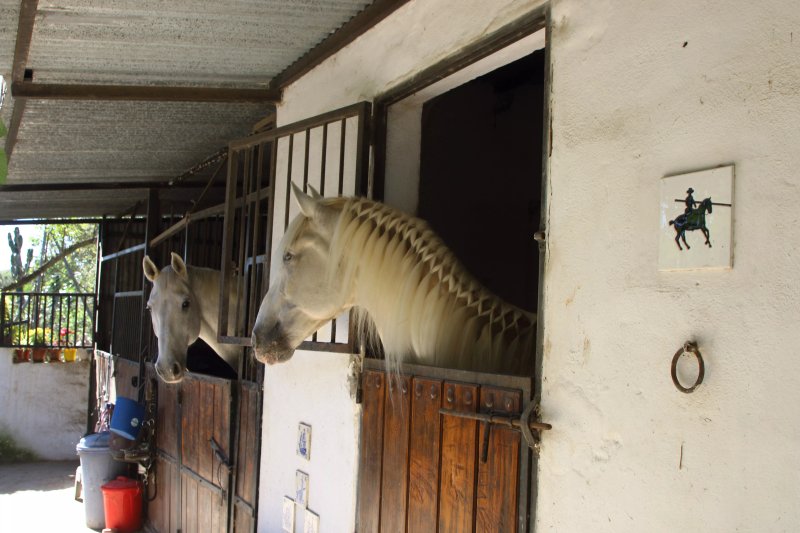 Caballos al Kadar