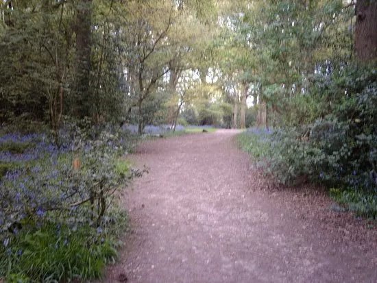 Clowes Wood & New Fallings Coppice