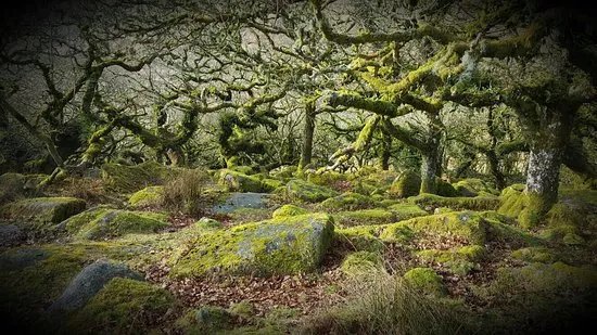 Wistman's Wood