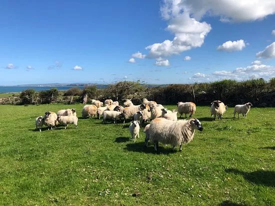 West Kerry Sheep Dog Demonstrations